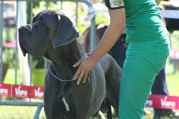 Foto 4 do conto: Hércules, meu dog alemão 1ªparte