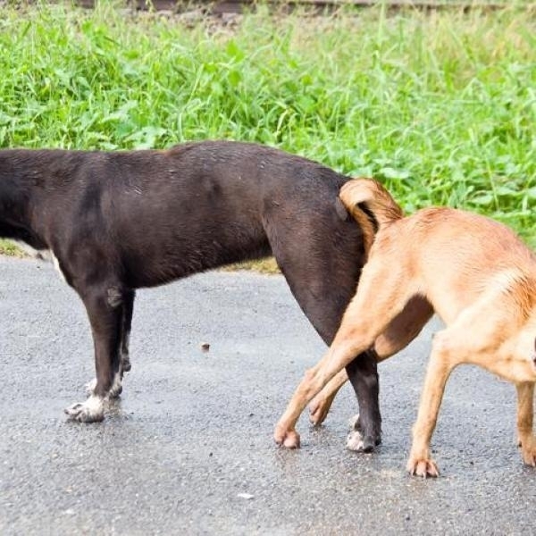 Foto 1 do conto: NOSSOS 02 CACHORRINHOS FODEM MINHA ESPOSA FOFINHA