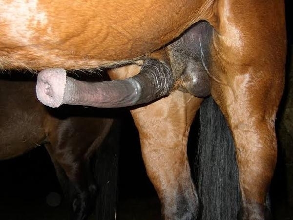 Foto 2 do conto: Comi o cu do cavalo gay e a buceta da femea